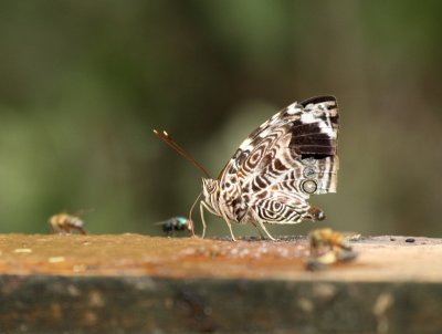 Blomfild's Beauty, National Butterfly Center