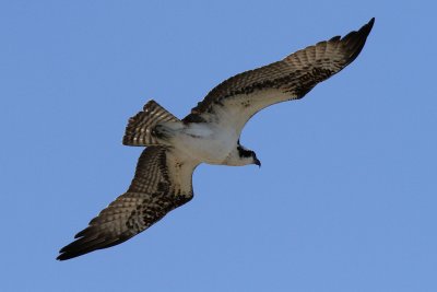 Osprey Over Rio Grande at Salineno