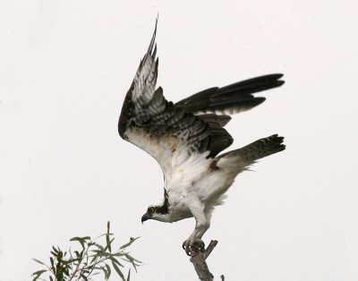 Lynn's Osprey.