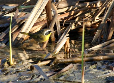 Common Yellowthroat, Birding Center