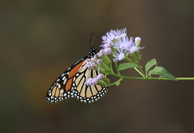 Monarch Butterfly, Rio Grande Valley