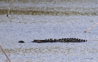 Alligator, Estero Llano Grande SP