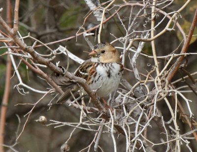 Harris's Sparrow, Coryell County