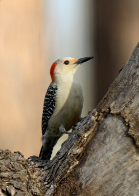 Red-bellied Woodpecker