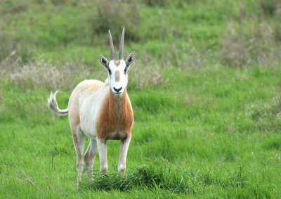 Oryx in Dallas County