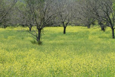 Wild Mustard, Coryell County