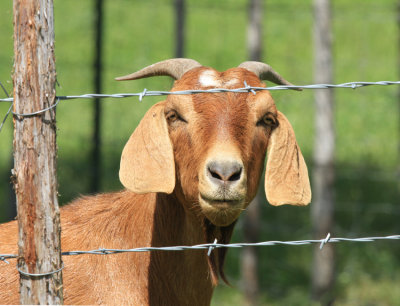 Roadside Friend, Coryell County