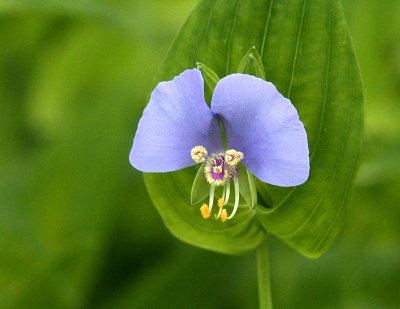 False or Erect Dayflower, Northern Bexar County
