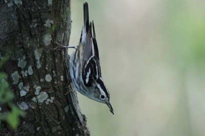 Black and White Warbler, Paradise Pond