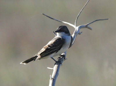 Eastern Kingbird at Packery Channel