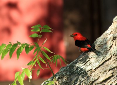 Scarlet Tanager, Packery Channel