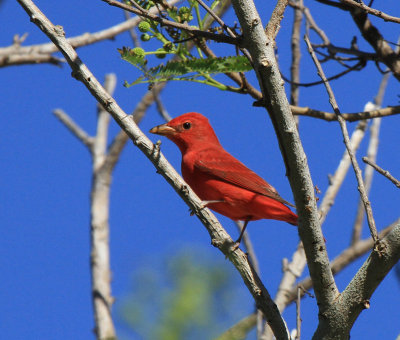 Summer Tanager, Packery Channel
