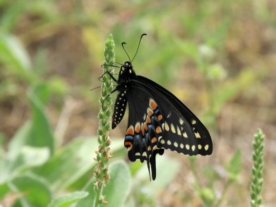 Eastern Black Swallowtail, Ellis