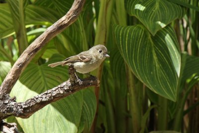 Hutton's Vireo at Warbler Woods