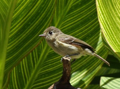Hutton's Vireo at Warbler Woods