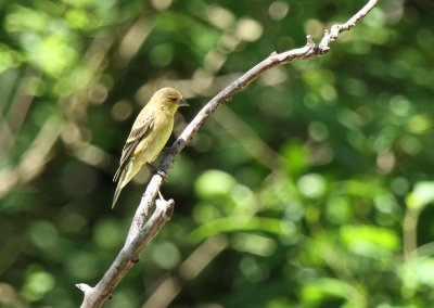American Goldfinch at Warbler Woods