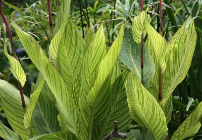 Canna Lily at Warbler Pond, Warbler Woods