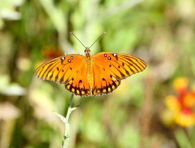 Gulf Fritillary,  Warbler Woods Bird Sanctuary