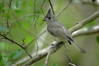 Black-crested Titmouse, Warbler Woods