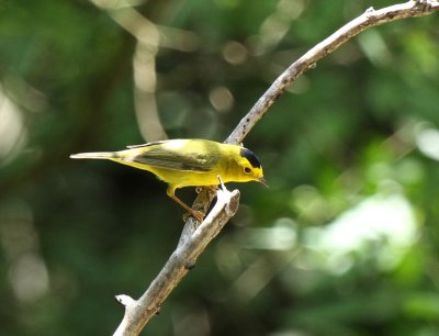 Wilson's Warbler, Warbler Woods