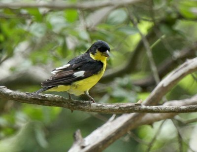 Lesser Goldfinch, Warbler Woods