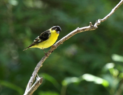 Lesser Goldfinch, Warbler Woods