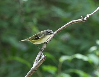 Blue-headed Vireo, Warbler Woods