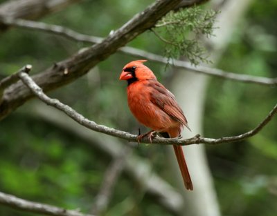 Lynns Northern Cardinal,  Warbler Woods