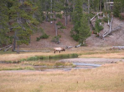 Elk Yellowstone.jpg