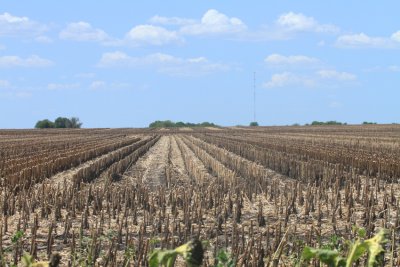 Harvested Sunflower Field, Ellis County