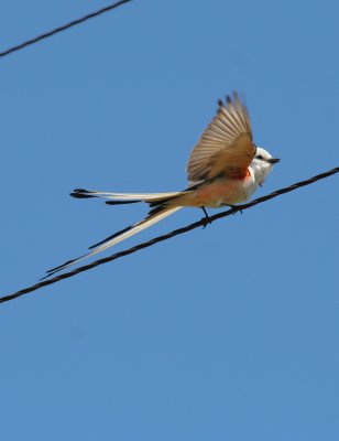 Scissortail Flycatcher