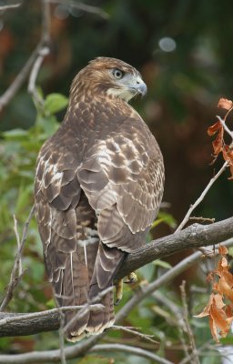 Red-tailed Hawk, John Bunker Sands Wetlands