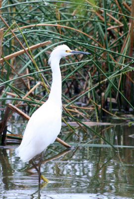 Snowy Egret,  Calaveras Lake 