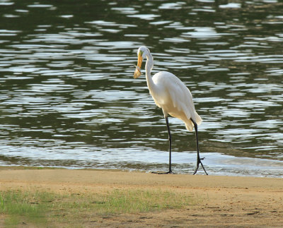 Great Egret with Catch