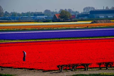 Tulip Fields, Lisse, Holland