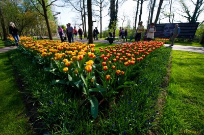Keukenhof Gardens, Lisse, Holland