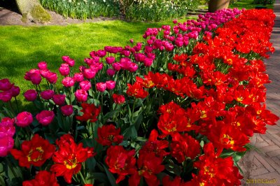 Keukenhof Gardens, Lisse, Holland