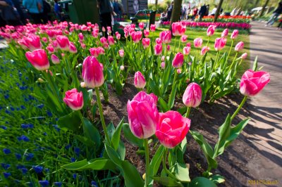 Keukenhof Gardens, Lisse, Holland