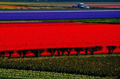 Keukenhof Gardens, Lisse, Holland
