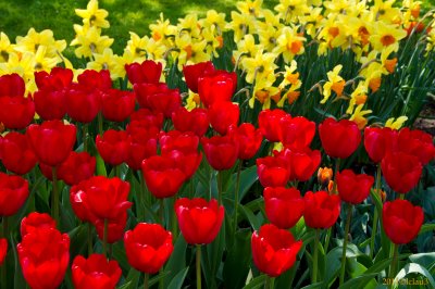 Keukenhof Gardens, Lisse, Holland