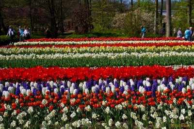 Keukenhof Gardens, Lisse, Holland