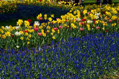 Keukenhof Gardens, Lisse, Holland