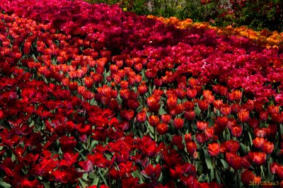 Keukenhof Gardens, Lisse, Holland