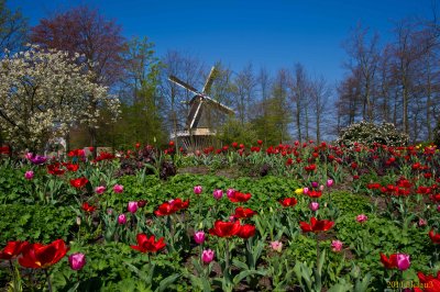 Keukenhof Gardens, Lisse, Holland