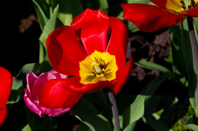 Keukenhof Gardens, Lisse, Holland