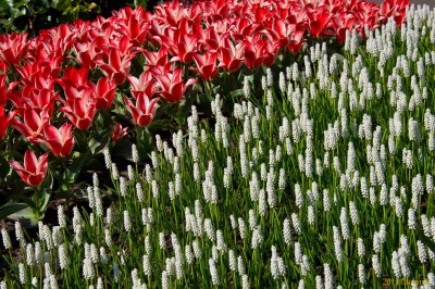 Keukenhof Gardens, Lisse, Holland