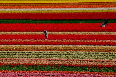 Tulip Fields