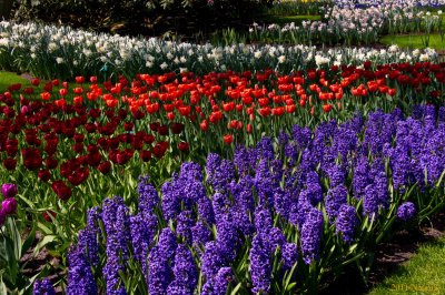 Keukenhof Gardens, Lisse, Holland