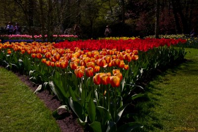Keukenhof Gardens, Lisse, Holland