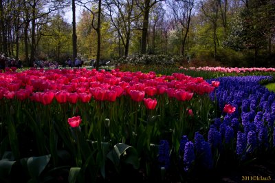 Keukenhof Gardens, Lisse, Holland